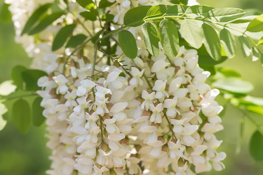 Natural botanicals of the kind traditionally used in nootropic formulas like MemoTril